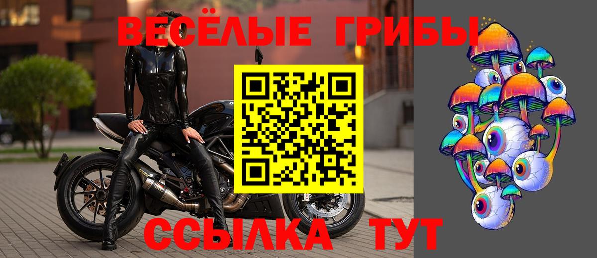 Псилоцибиновые грибы Psilocybe Березники